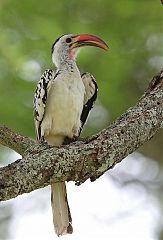 Northern Red-billed Hornbill